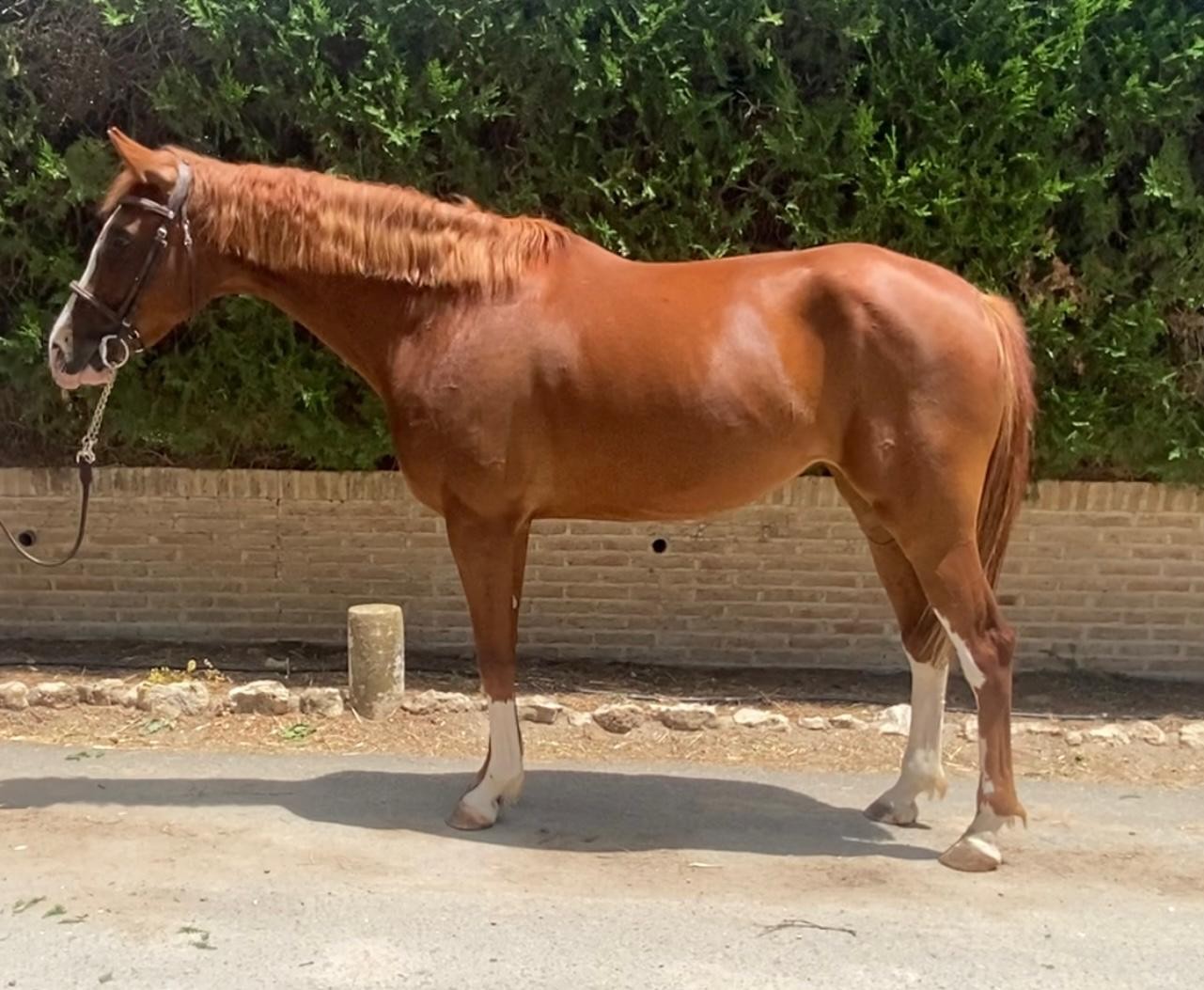 horse